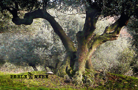 Podere Miniera